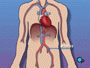 The blood vessels that supply the body with oxygen-rich blood are called arteries.