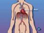 The heart is located in the center of the chest. It's job is to keep blood continually circulating throughout the body.