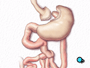 The main part of the intestine is pulled upward, behind the colon and positioned near the small upper stomach pouch.