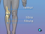 Just below and next to the tibia is the fibula, which runs parallel to the tibia.
